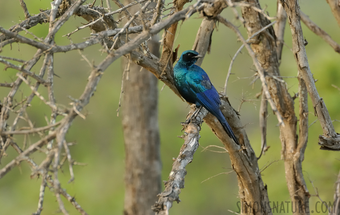 Lamprotornis mevesii [550 mm, 1/320 Sek. bei f / 8.0, ISO 2000]